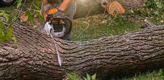 Best Tree Preservation Services  in Arche, OK