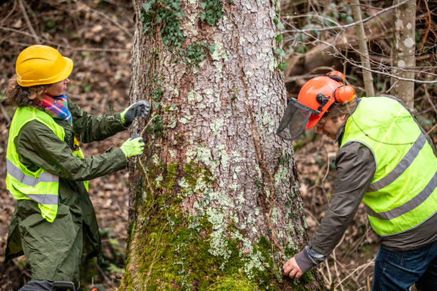 Best Tree Risk Assessment  in Arche, OK