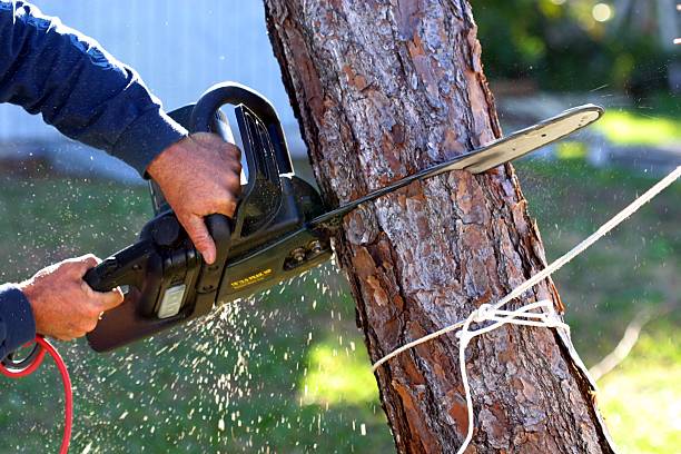 Best Hedge Trimming  in Arche, OK